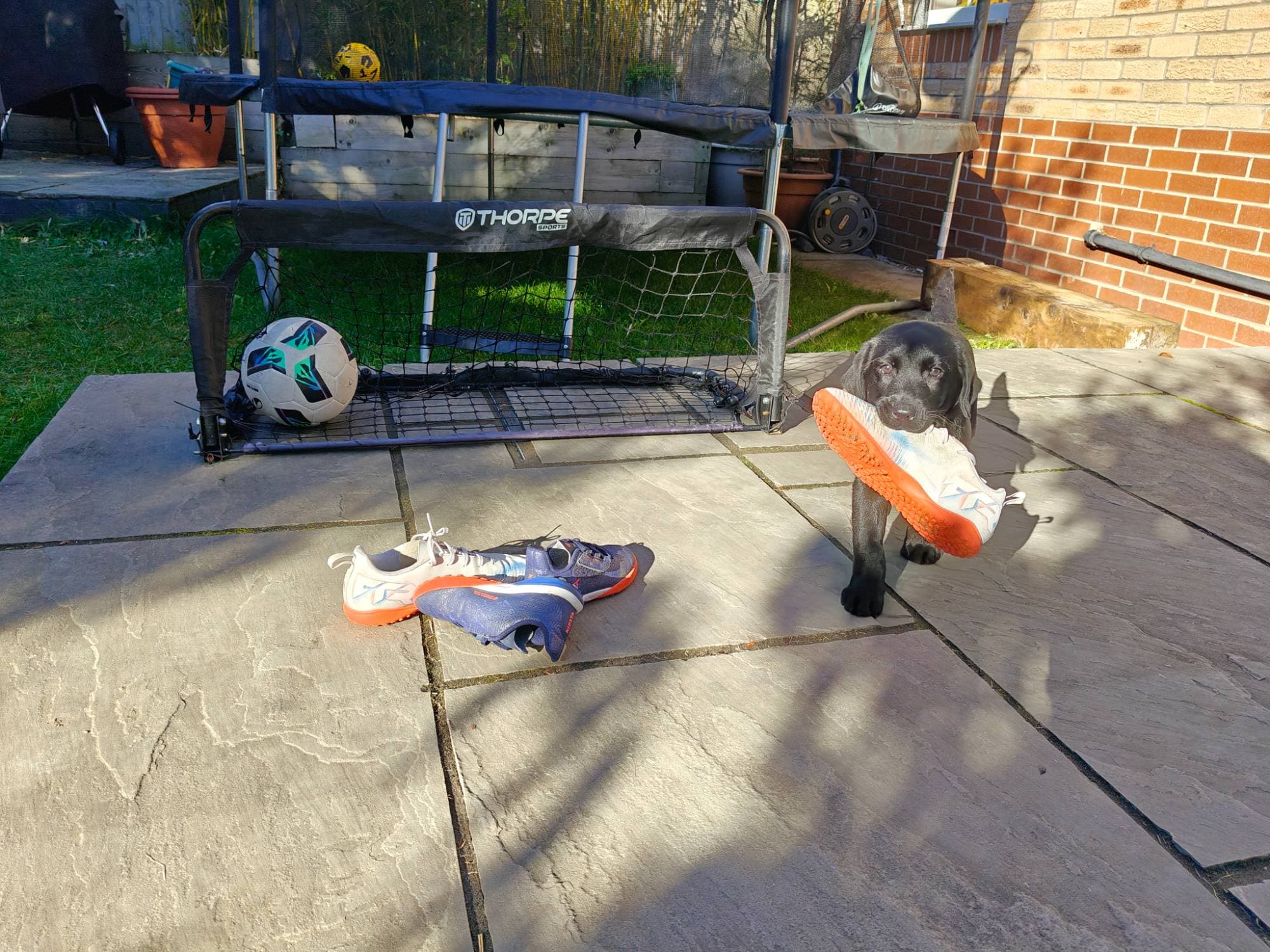 A black Labrador puppy carrying a kid's football boot in her mouth, next to a small football goal on a garden patio